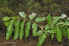Dysoxylum malabaricum